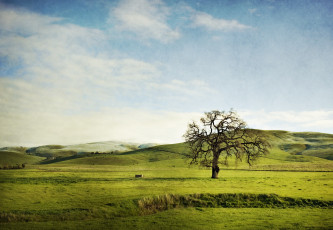 Картинка природа деревья трава поле облака небо дерево