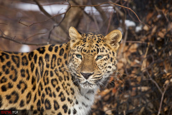 Картинка животные леопарды морда взгляд