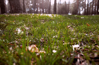 Картинка 1214 природа макро лес