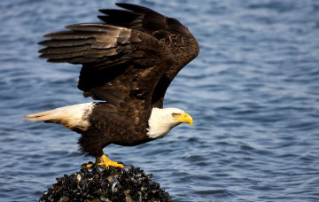 Картинка животные птицы хищники клюв орел крылья хищник