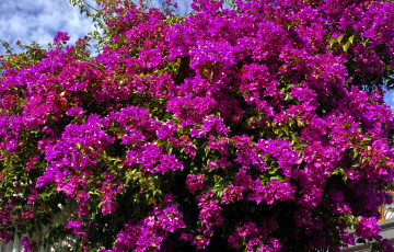 Картинка цветы бугенвиллея бугенвиллия