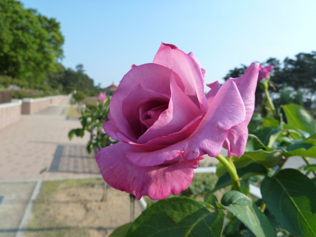 Обои картинки фото цветы, розы, rose