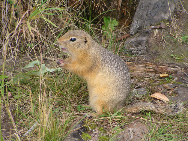 Обои картинки фото суслик, животные, суслики, сурки, -