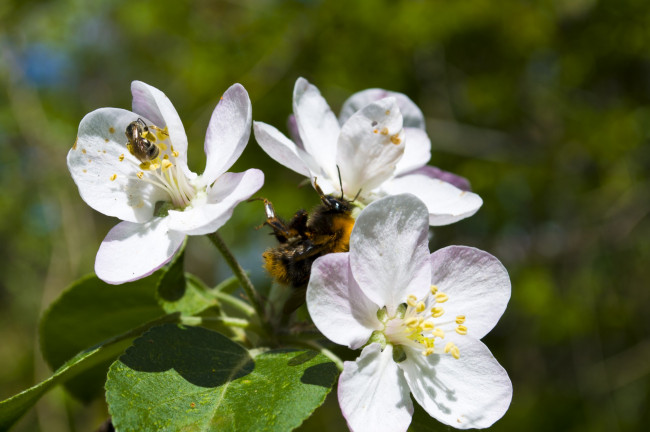 Обои картинки фото 1216, цветы, цветущие, деревья, кустарники