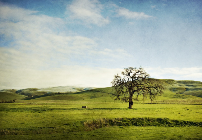 Обои картинки фото природа, деревья, трава, поле, облака, небо, дерево