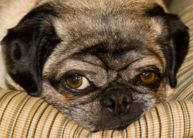 Обои картинки фото животные, собаки, мопс