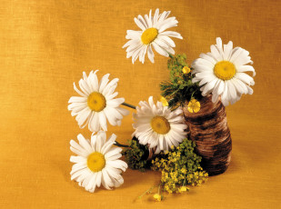 Картинка цветы ромашки