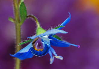 Картинка природа макро капли роса