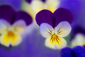 Картинка цветы анютины глазки садовые фиалки фиолетовый