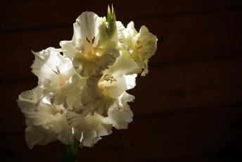 Картинка цветы гладиолусы гладиолус