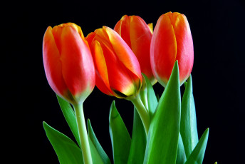 Картинка цветы тюльпаны красный