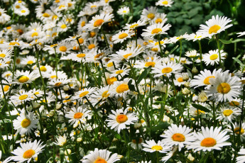 Картинка цветы ромашки символ семьи