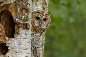 Картинка животные совы дерево голова