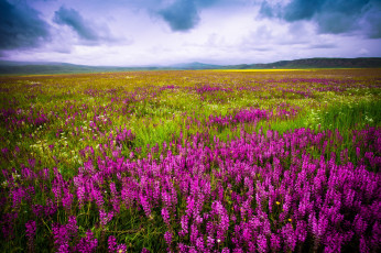 Картинка природа луга цветы