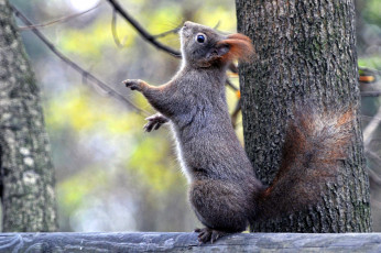 Картинка животные белки зверек пушистый