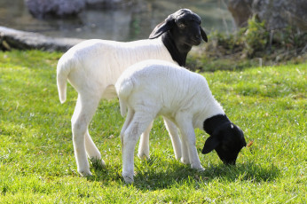 Картинка животные овцы бараны малыши