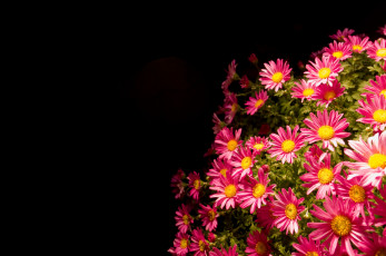 Картинка цветы хризантемы красный куст