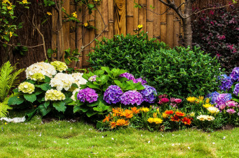 Картинка цветы разные вместе кусты гортензия газания