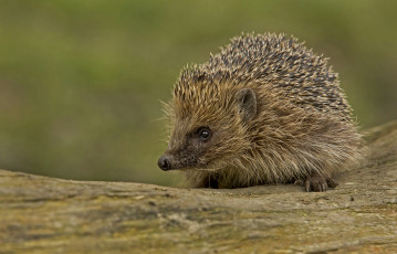 Картинка животные ежи носик колючки
