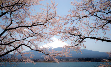 Картинка природа горы сакура фудзияма