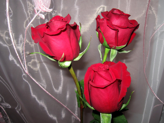 Обои картинки фото цветы, розы