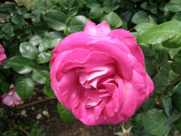 Обои картинки фото цветы, розы, роза