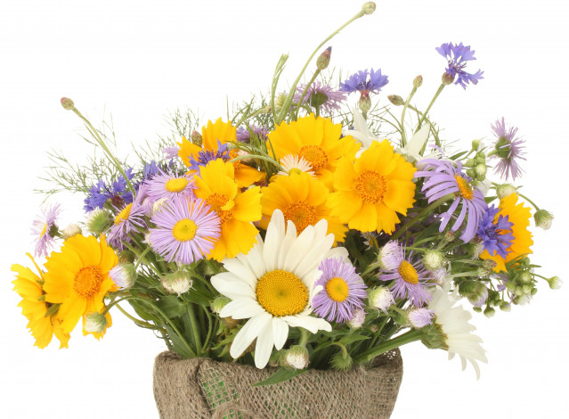 Обои картинки фото цветы, луговые, полевые, букет, ромашки