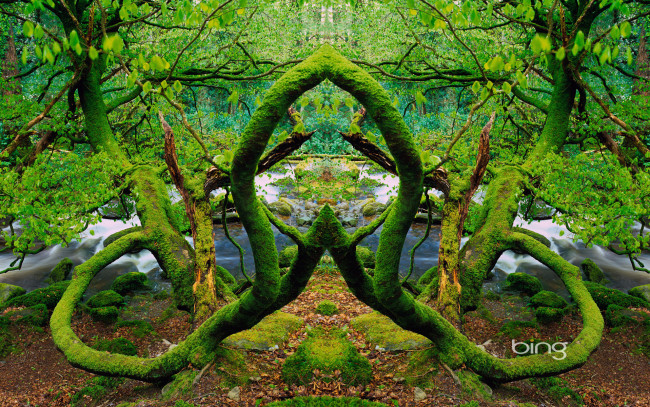 Обои картинки фото разное, компьютерный, дизайн, деревья, ветки, река