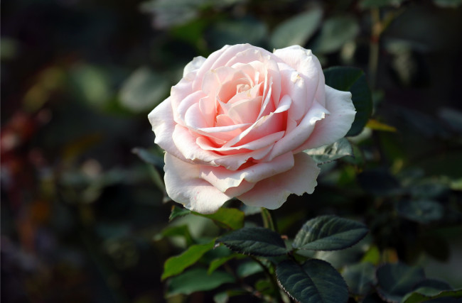 Обои картинки фото цветы, розы, красавица