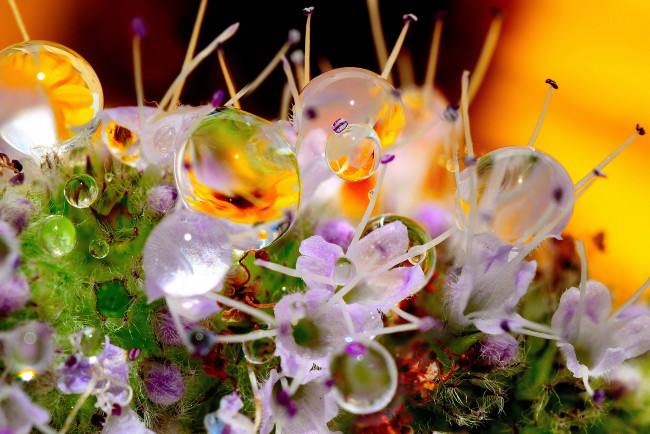 Обои картинки фото природа, макро, капли, роса