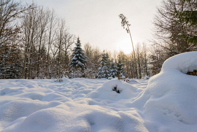 Обои картинки фото природа, зима, деревья, снег