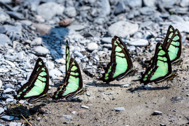 Обои картинки фото животные, бабочки, крылья, колония