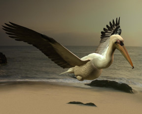 обоя рelikanovom on beach, 3д графика, fantasy , фантазия, пляж, пеликан