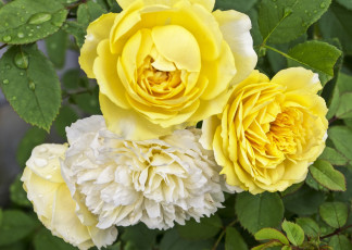 Картинка цветы розы макро