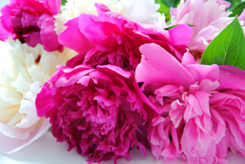 Картинка цветы пионы розовый