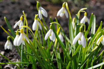 Картинка цветы подснежники +белоцветник +пролески весна