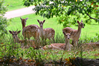 Картинка животные олени пятнистые поляна лес