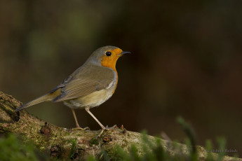 Картинка животные птицы дерево птица