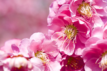 Картинка цветы цветущие+деревья+ +кустарники слива