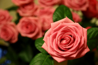 Картинка цветы розы роза