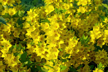 обоя цветы, вербенник