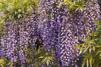 Картинка цветы глициния гроздья