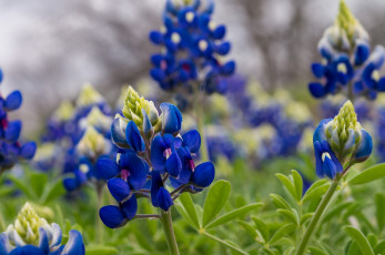 Картинка цветы люпин трава синие листья