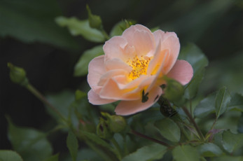 Картинка цветы розы нежность