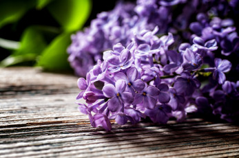 Картинка цветы сирень листья