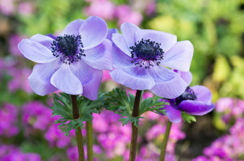 Картинка цветы анемоны +адонисы