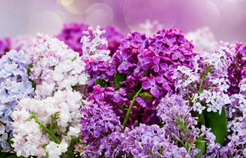 Картинка цветы сирень