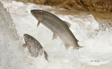 Картинка животные рыбы форель