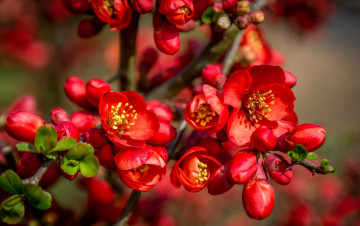 Картинка цветы айва ветка
