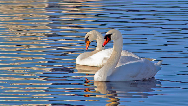 Обои картинки фото животные, лебеди, природа, озеро, птицы